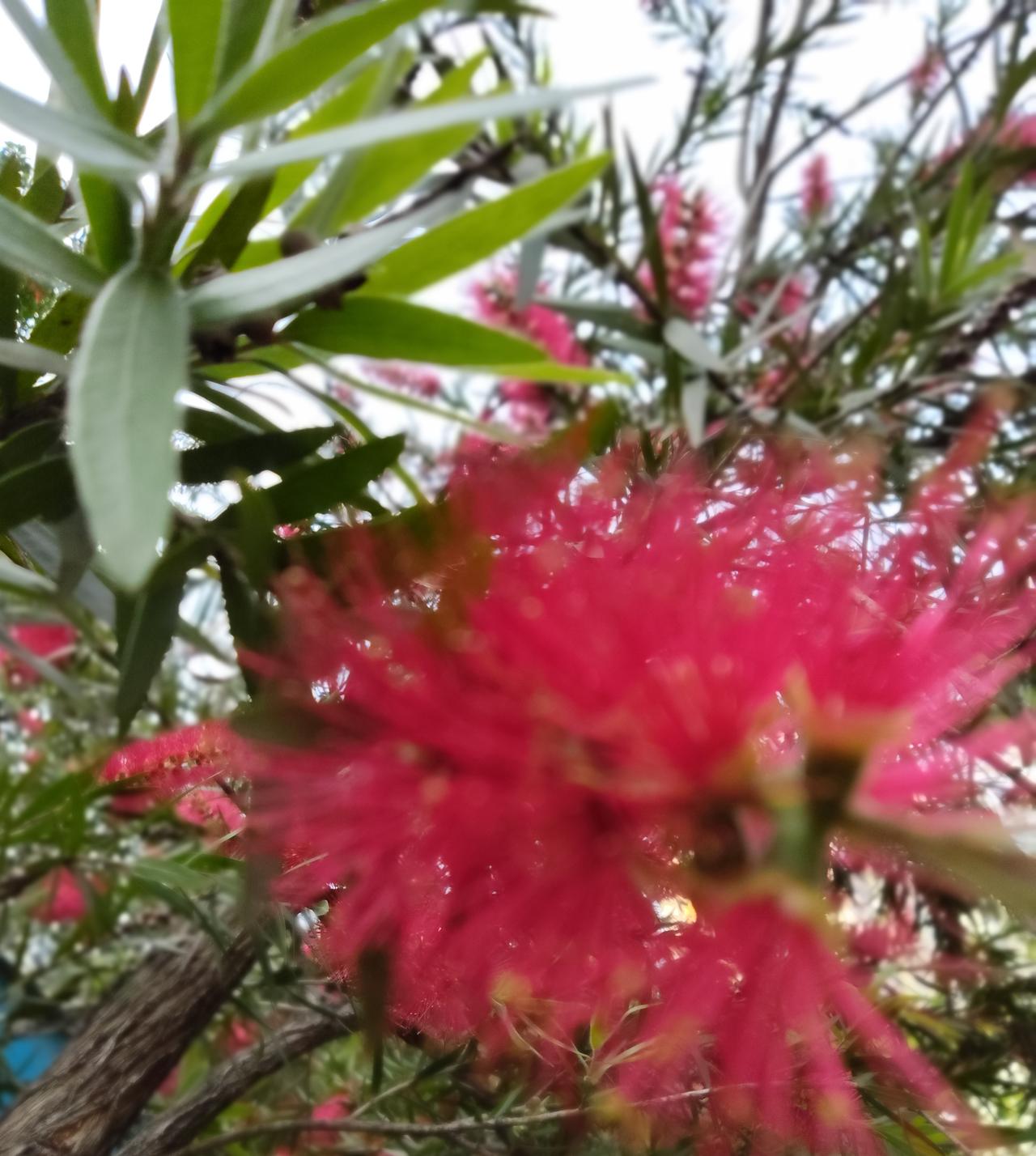 椿芽树是不能种在房屋周围的，你知道吗？记录我的2026我小时候不喜欢吃椿芽菜，但