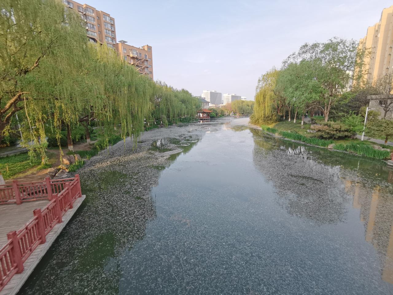 春风拂面，花香鸟语，温暖惬意，春天是一年四季中最舒服的季节。可是，那如雪飘的柳絮