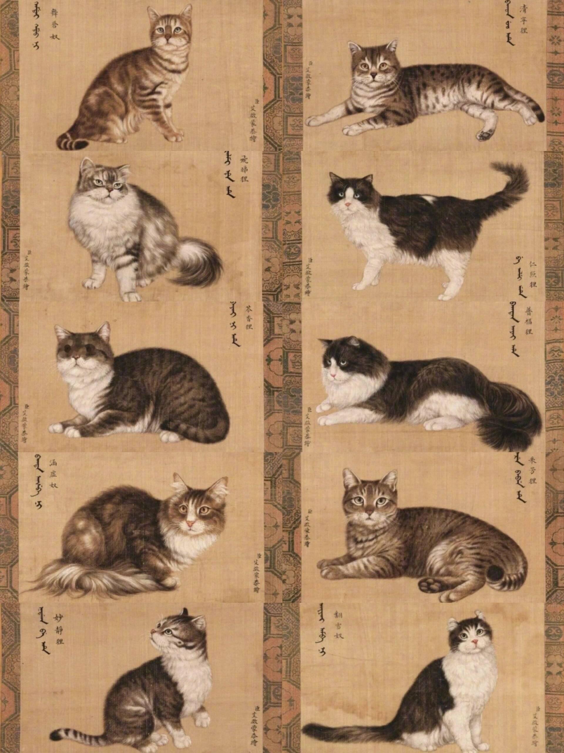 以防你没见过乾隆的十只猫 ​​​