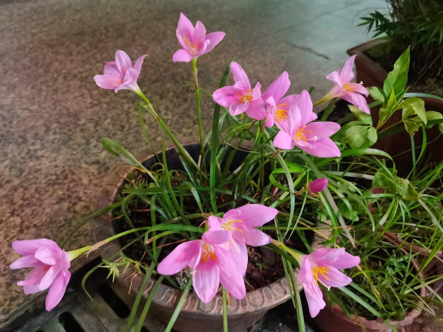 阳江 开花了呀！ 