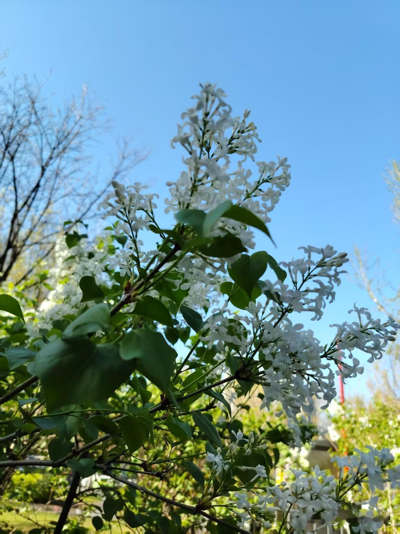 每年春夏之交，我最忙。
我天天忙着种花。种了一茬又一茬，种了一茬又一茬。老是不尽