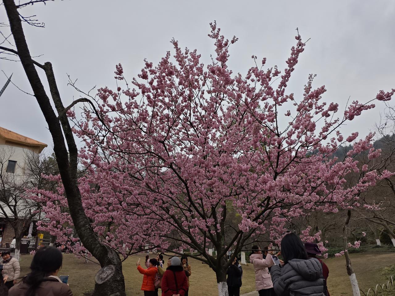 美国总在别的国家建军事基地，到底是帮助还是其他什么原因呢？这不是秃子头上的虱子，