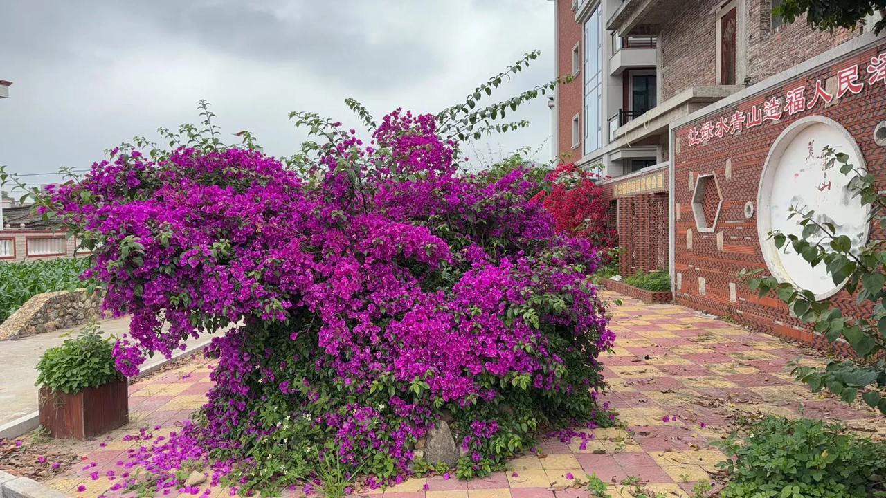 映日杜鵑別样红
​弄姿吐艳讨人欢
​村野故里临溪筑
​安得余生好时光