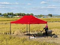 日本icon民众嘴很硬，身体很诚实。
朝日新闻11月23号报道，多款中国大米出现