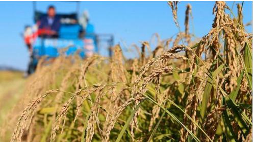 总有人说海水稻不好吃，废话，那玩意儿压根就不是给你当饭吃的，它就不是跟五常大米抢