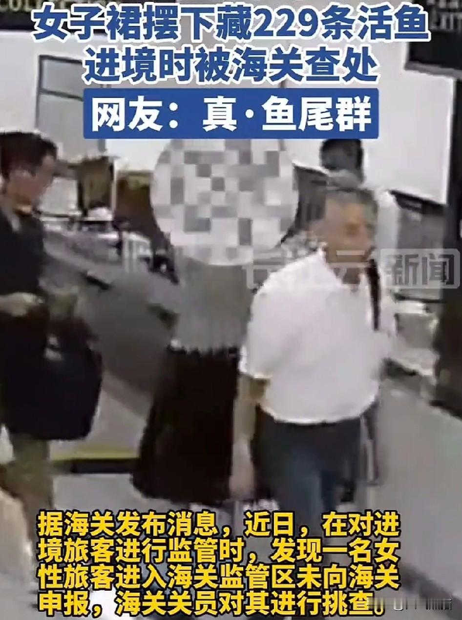 确实该严查
深圳海关在一进境女子的裙子里查获229条活鱼，而这种鱼是国家明令禁止