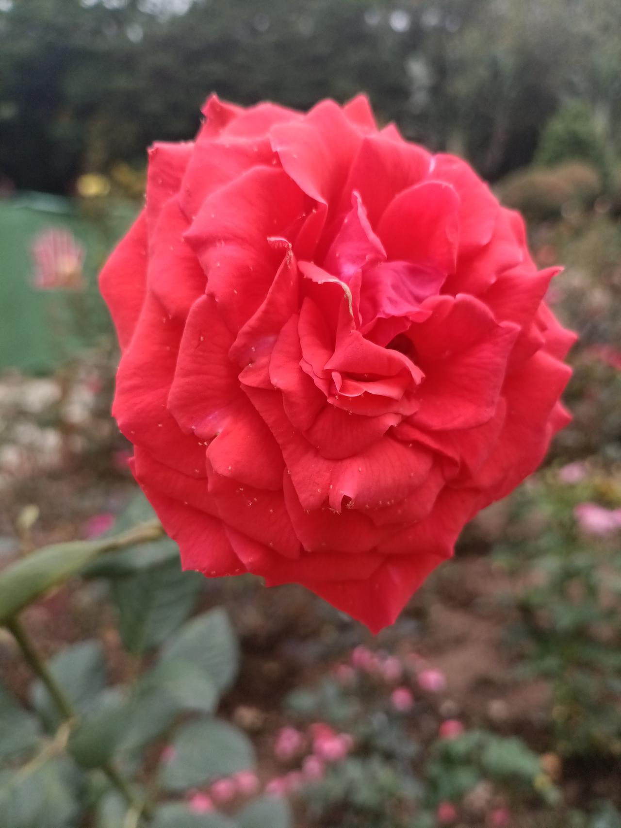 分享一张花朵照片花朵的灿烂，比美女的脸蛋更靓丽。花中之王数牡丹，美女之称七仙女。