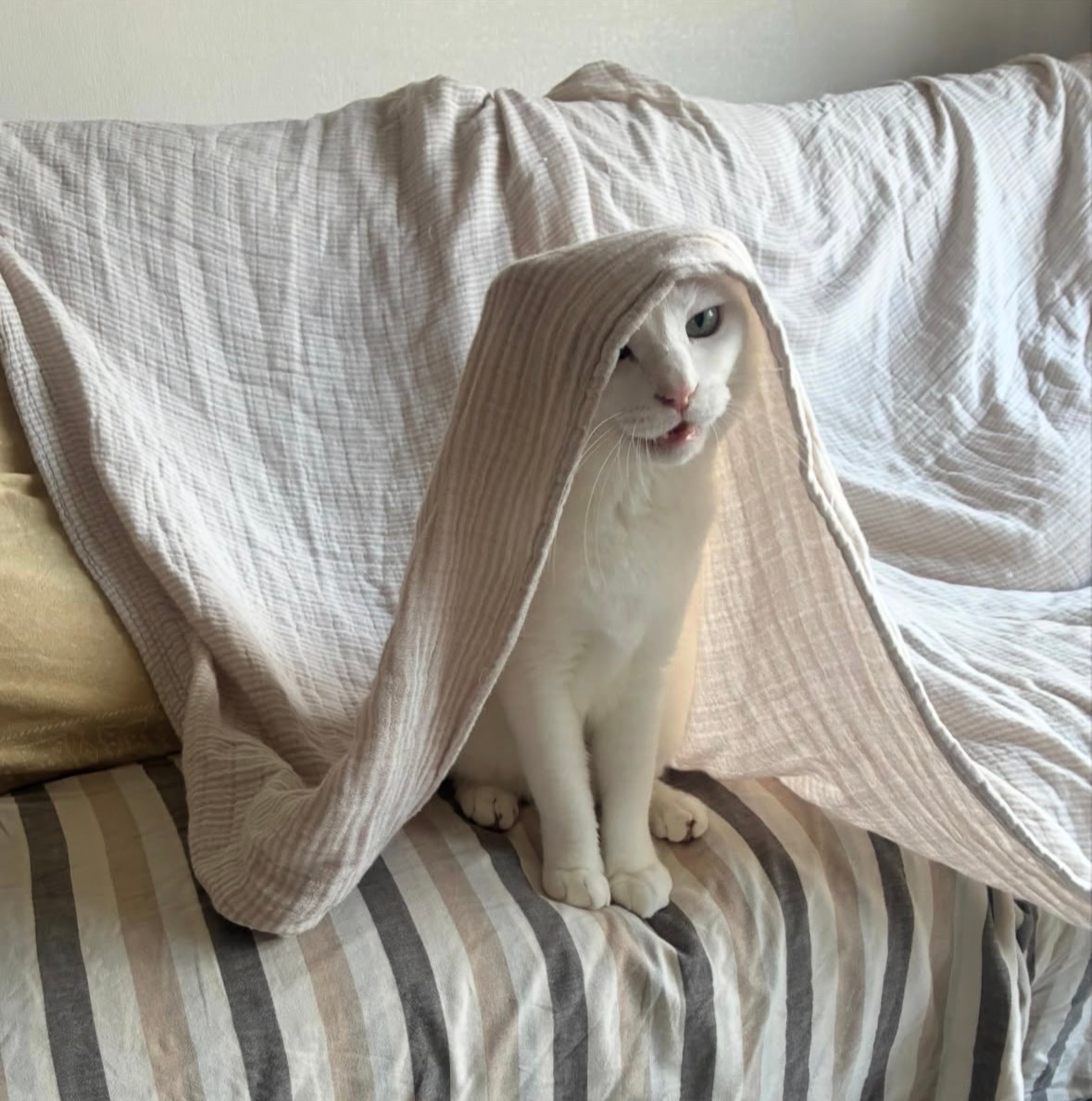 阿拉伯猫猫 