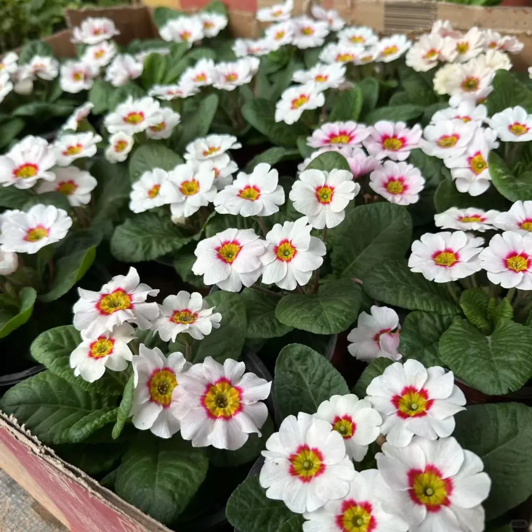 报春花：一款超长花期冬天开花的必入植物