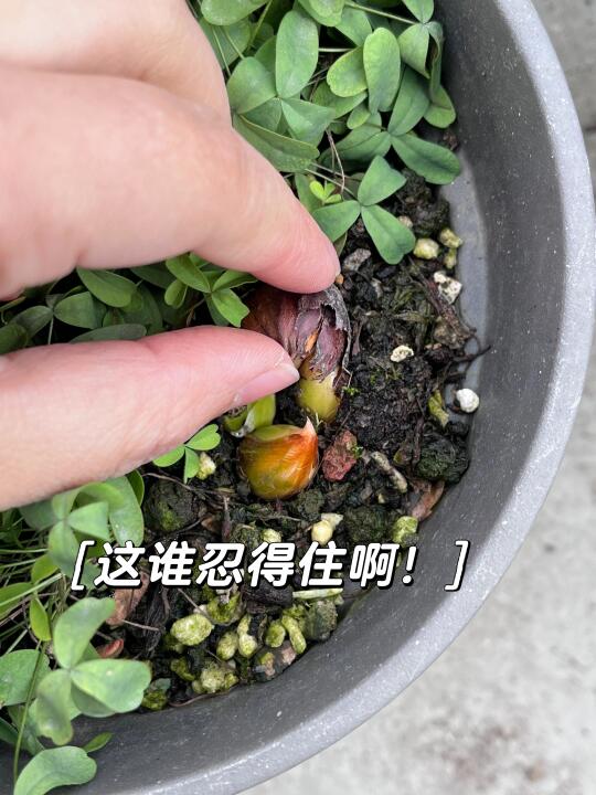 早花都进入了孕晚期！
