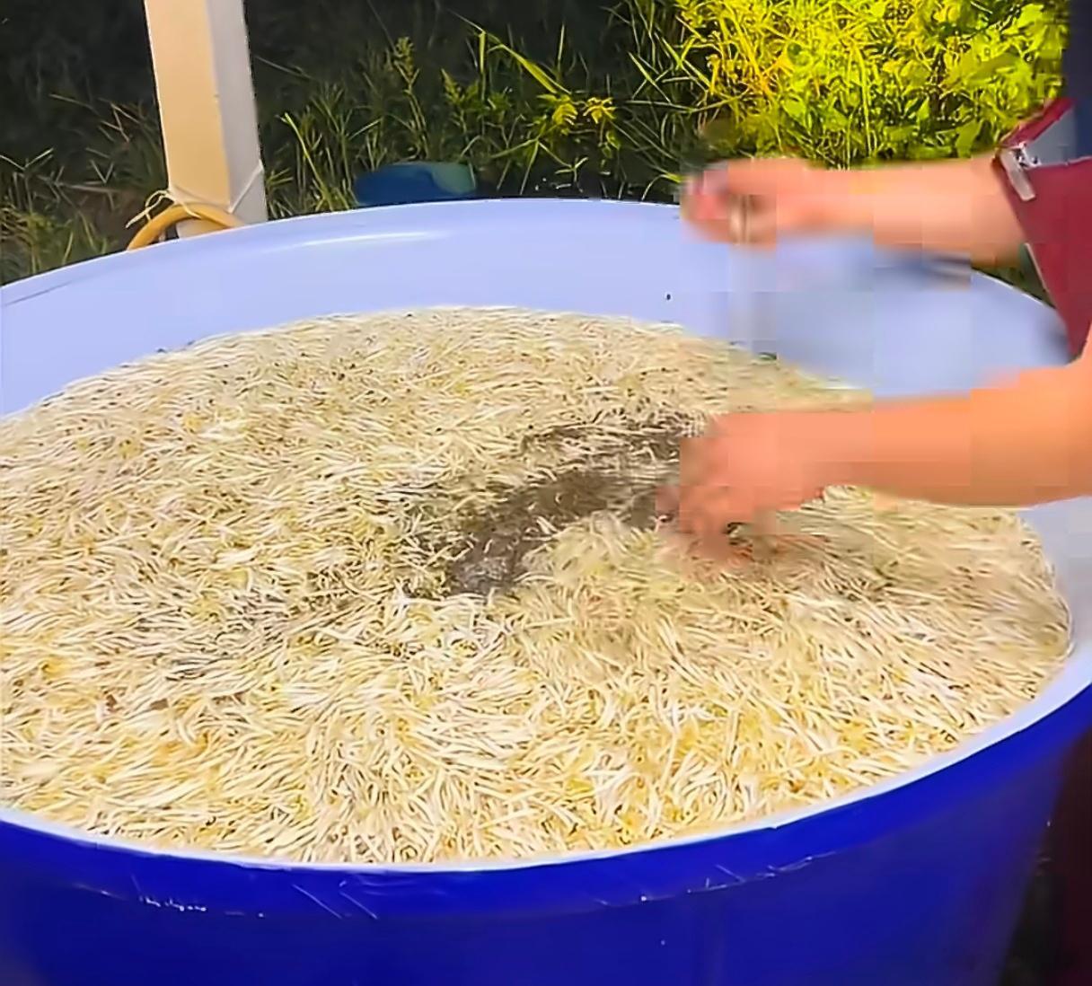 终于明白火锅店不爱洗豆芽的原因了我觉得洗豆芽好解压看着绿豆壳一点点剥离出来然后把