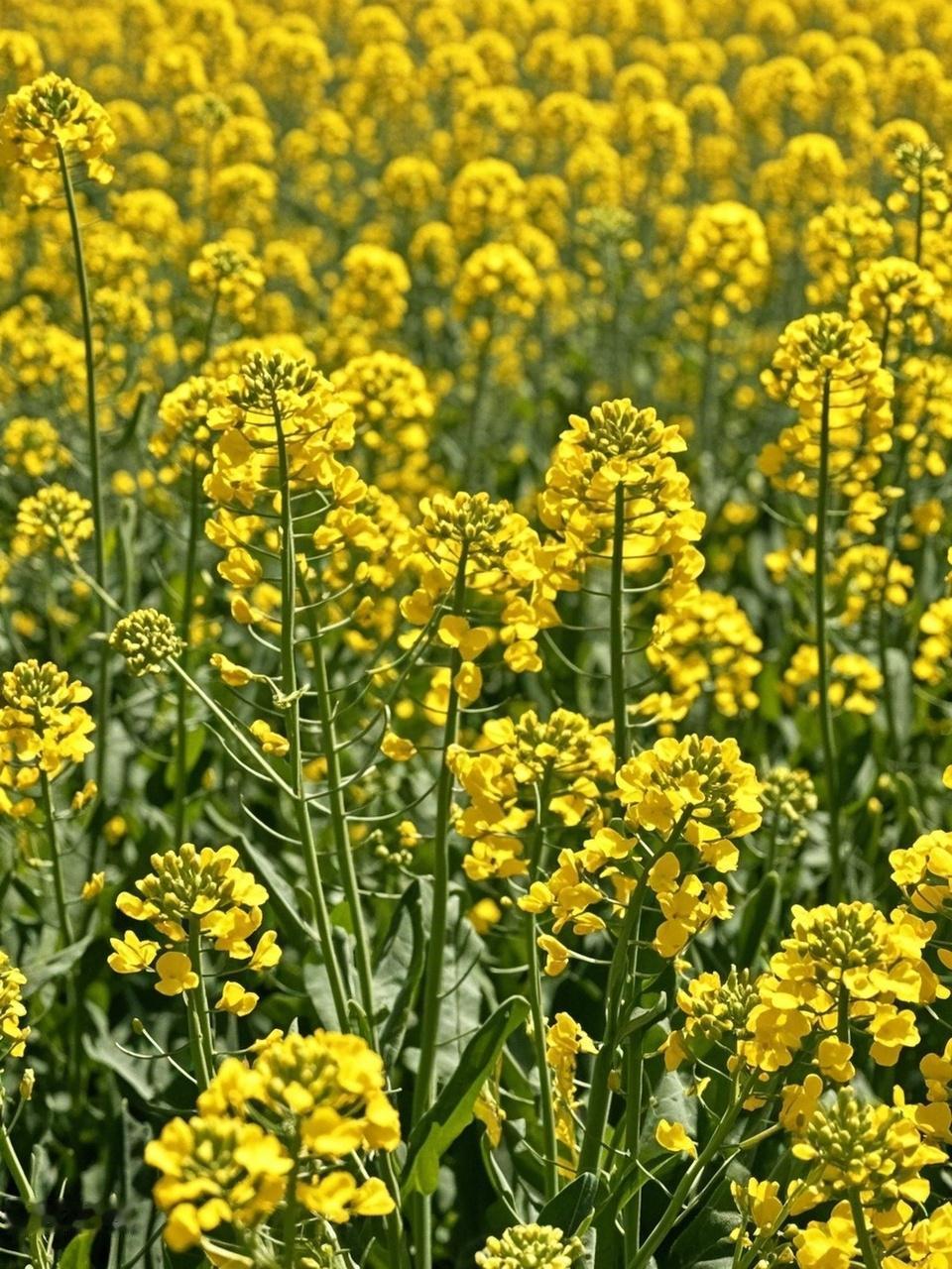 AI妙生图油菜花开迎客来。