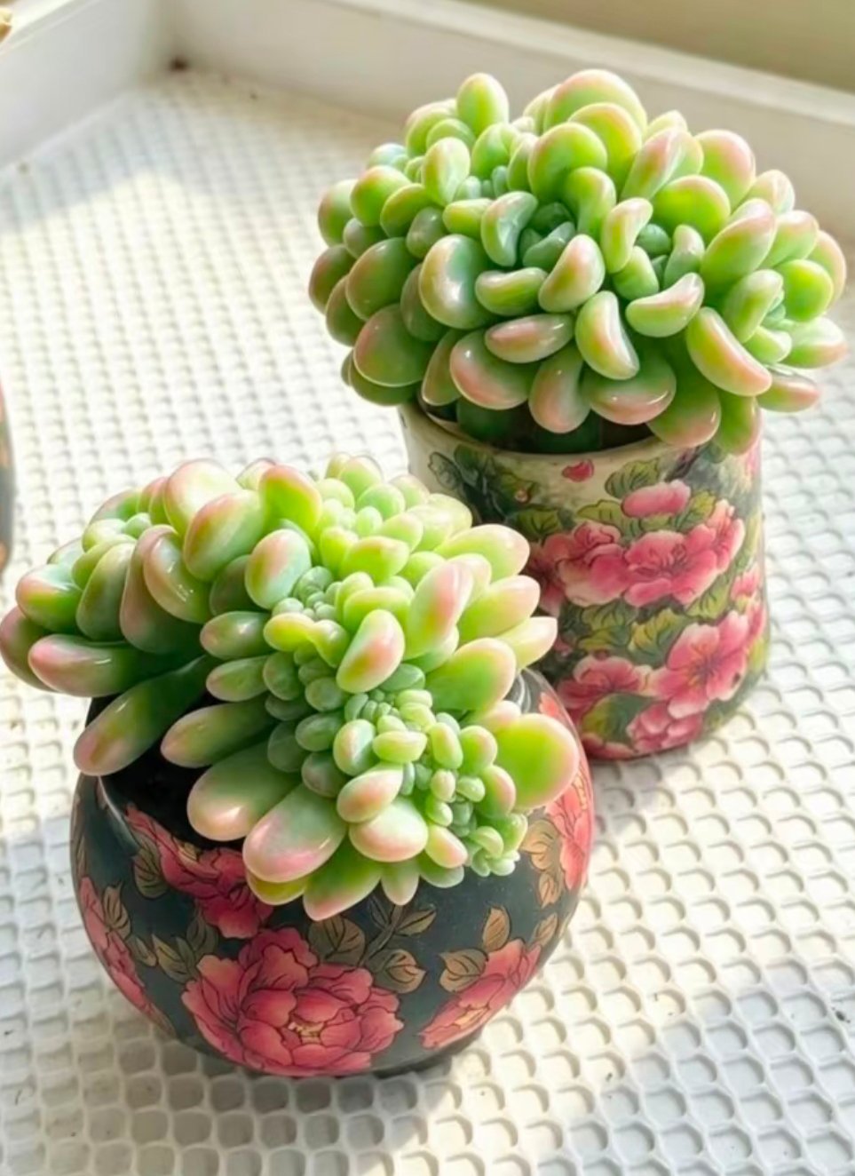 灯养比露养好看了不止一星半点~~ ​​​