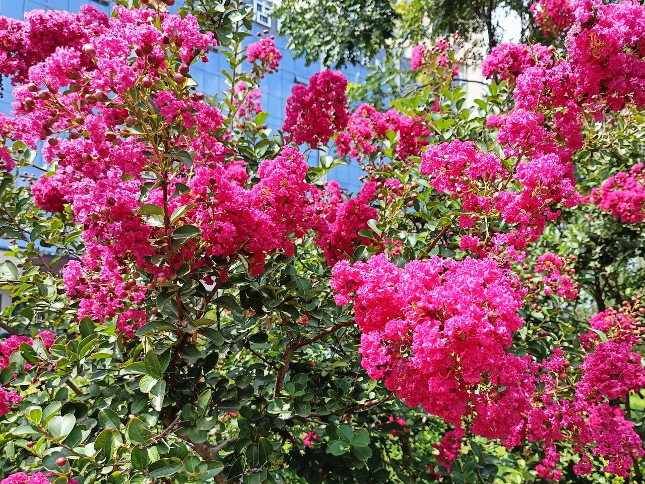 繁花循序自芬芳，
缓步从容向远方。
纵使征途多坎坷，
心持微光福安康。