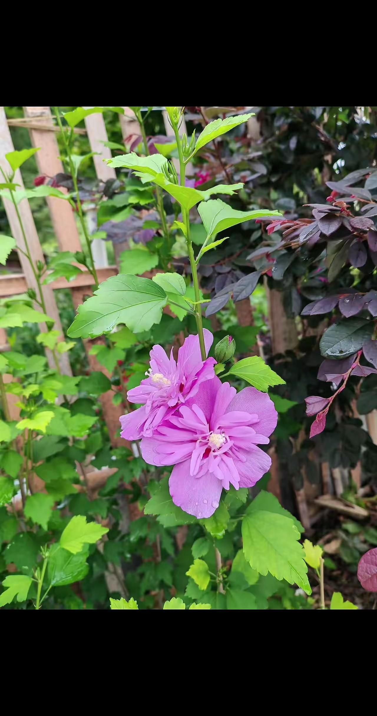 木槿花开时节。木槿花开时节 种花拍花也是一种享受 被鲜花治愈的瞬间 治愈系小美好