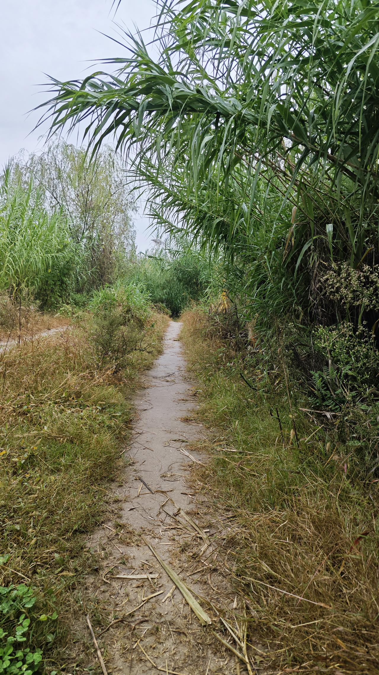 昨晚下了点雨，早上起来地面还是湿漉漉的，于是决定不打太极拳改为还走路了。好久没来