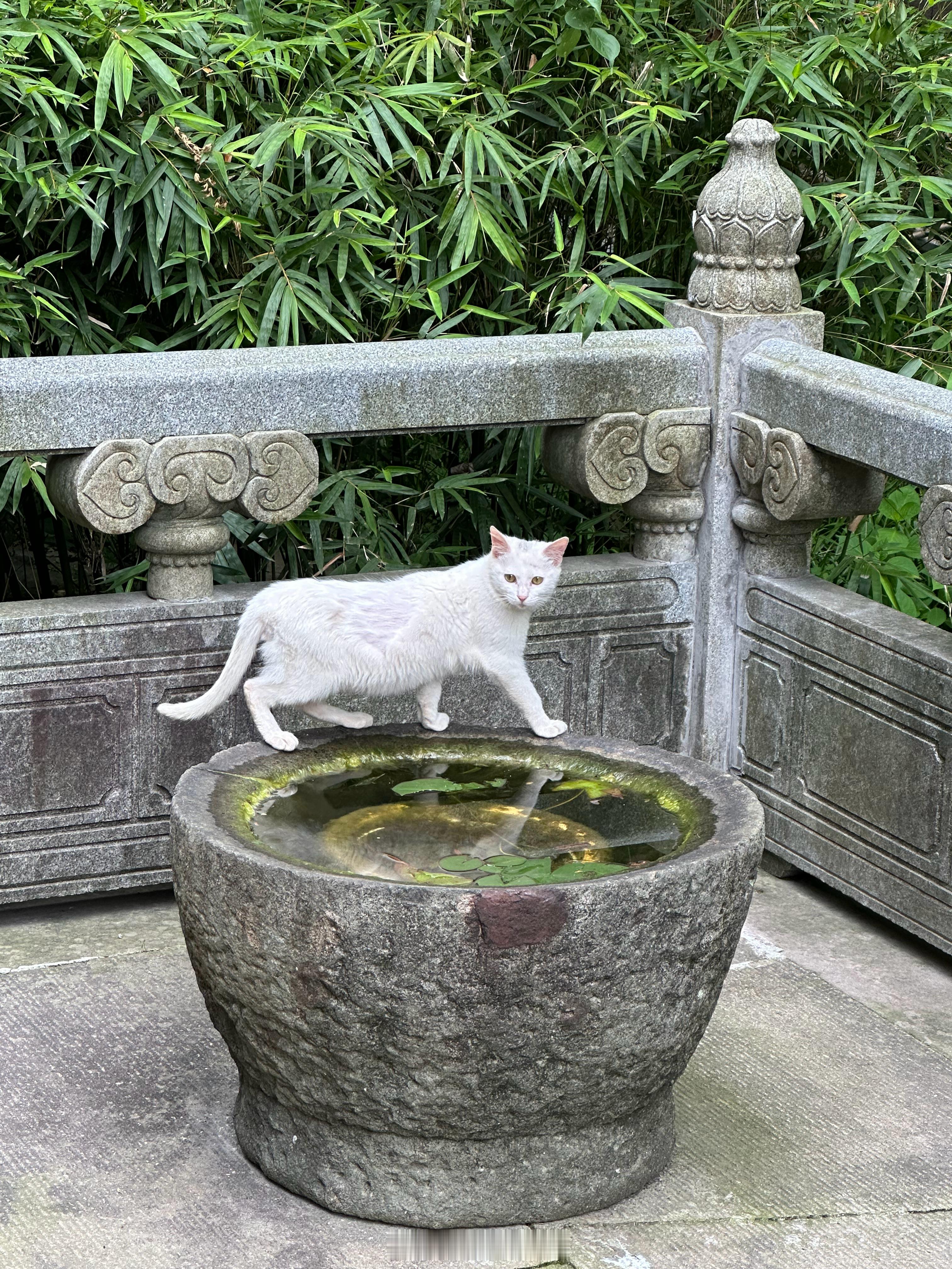 山隐古寺，风渡禅钟，所求皆如愿，所行皆坦途。灵隐寺 杭州·灵隐寺