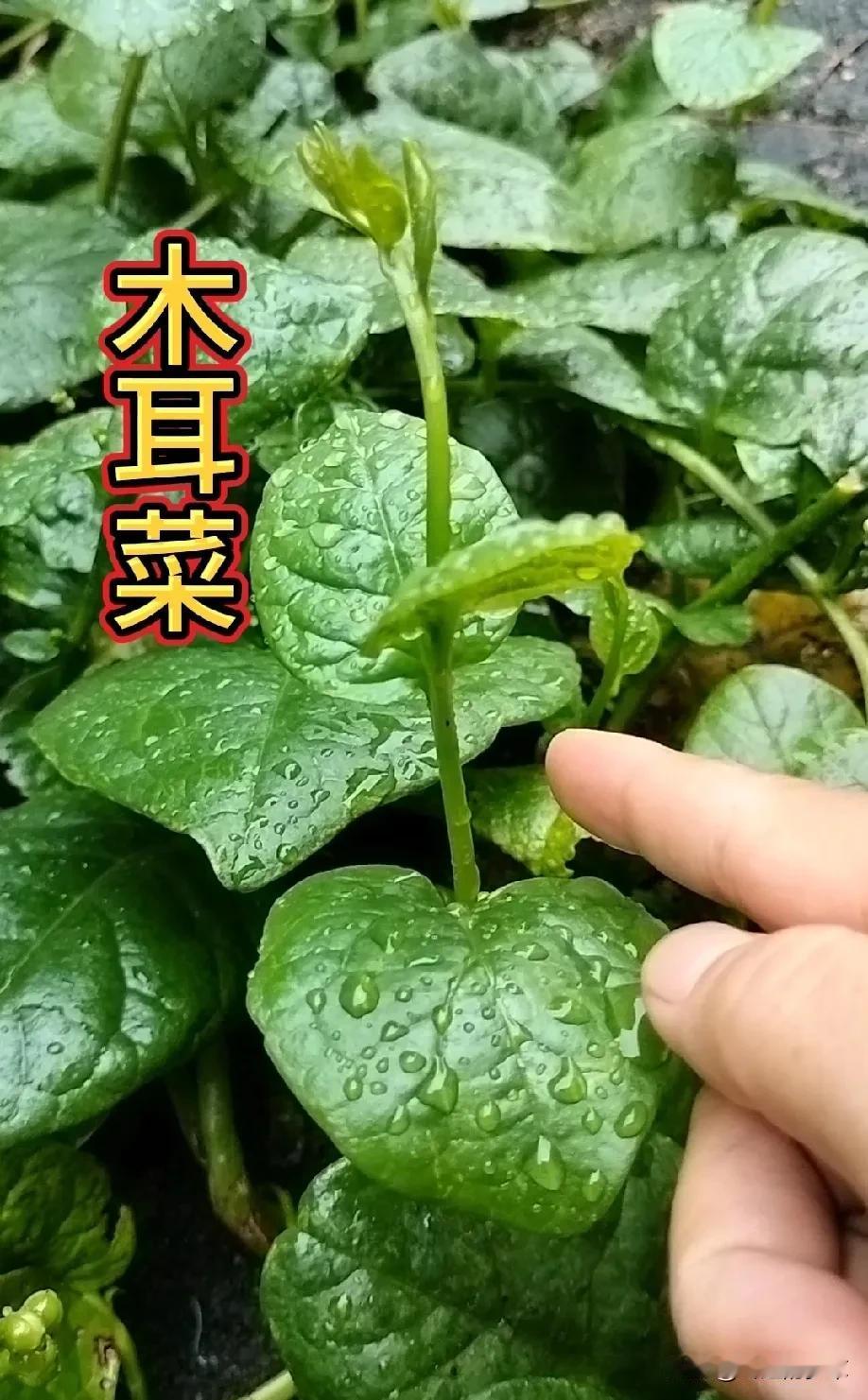 你瞧瞧这种植物。它在古代曾是上等蔬菜中的一种，只有有钱人才吃得起这种蔬菜，如今却