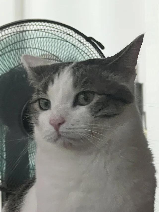 一波快要气炸的猫星人～你动本喵试试[喵喵] ​​​