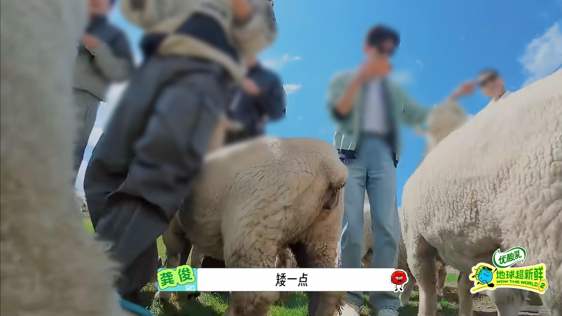 你们那个羊vj，很不文明！！！！屁股对着我的脸！！很不文明！！！@ 地球超新鲜 