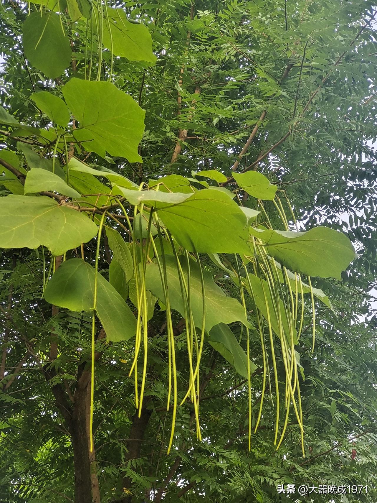 生命的来与去本质是一样的吗?

生命的来与去本质是不一样的。

生命来是偶然，去