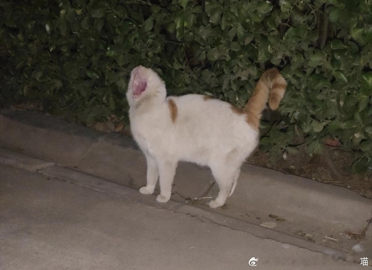 49057【丑猫】Hello老师～刷到你好多次了哈哈哈，但我感觉投稿都没有我的丑