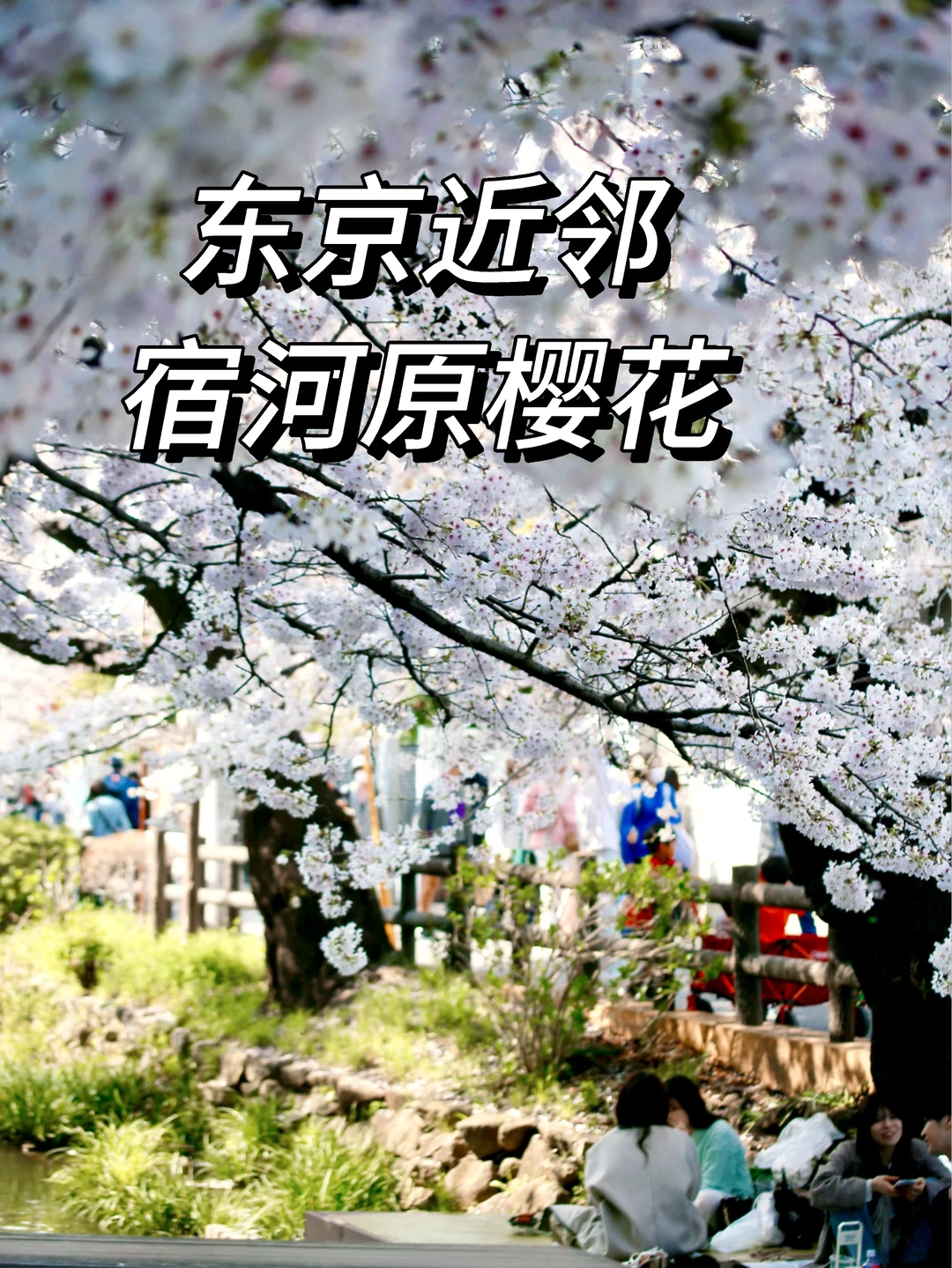 东京近邻｜小众赏樱地｜宿河原