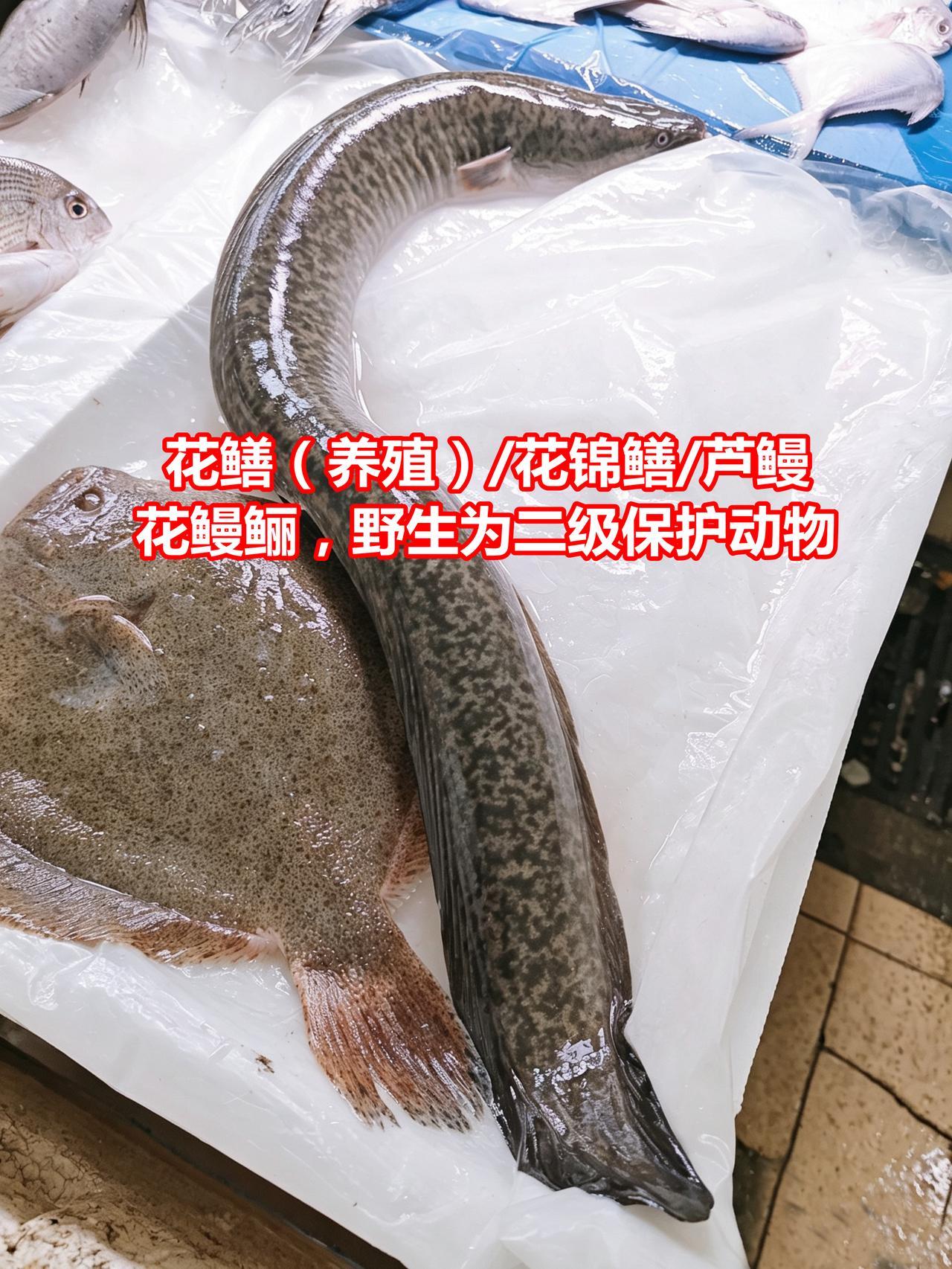 市场认鱼：二级动物花鳗鲡，野养大黄鱼同台

01.花鳝（养殖）/花锦鳝/芦鳗，花