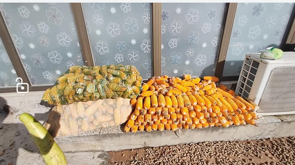 我们村的棒子前天都收完了，今年的秋收也就结束了。
今年大多数农户都直接卖了，没有