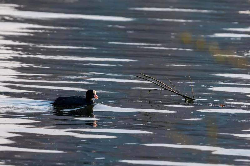 《咏鸡》
身披彩衣戴红冠，
威风凛凛立山巅。
平生不爱轻言语，
午夜一鸣换新天。