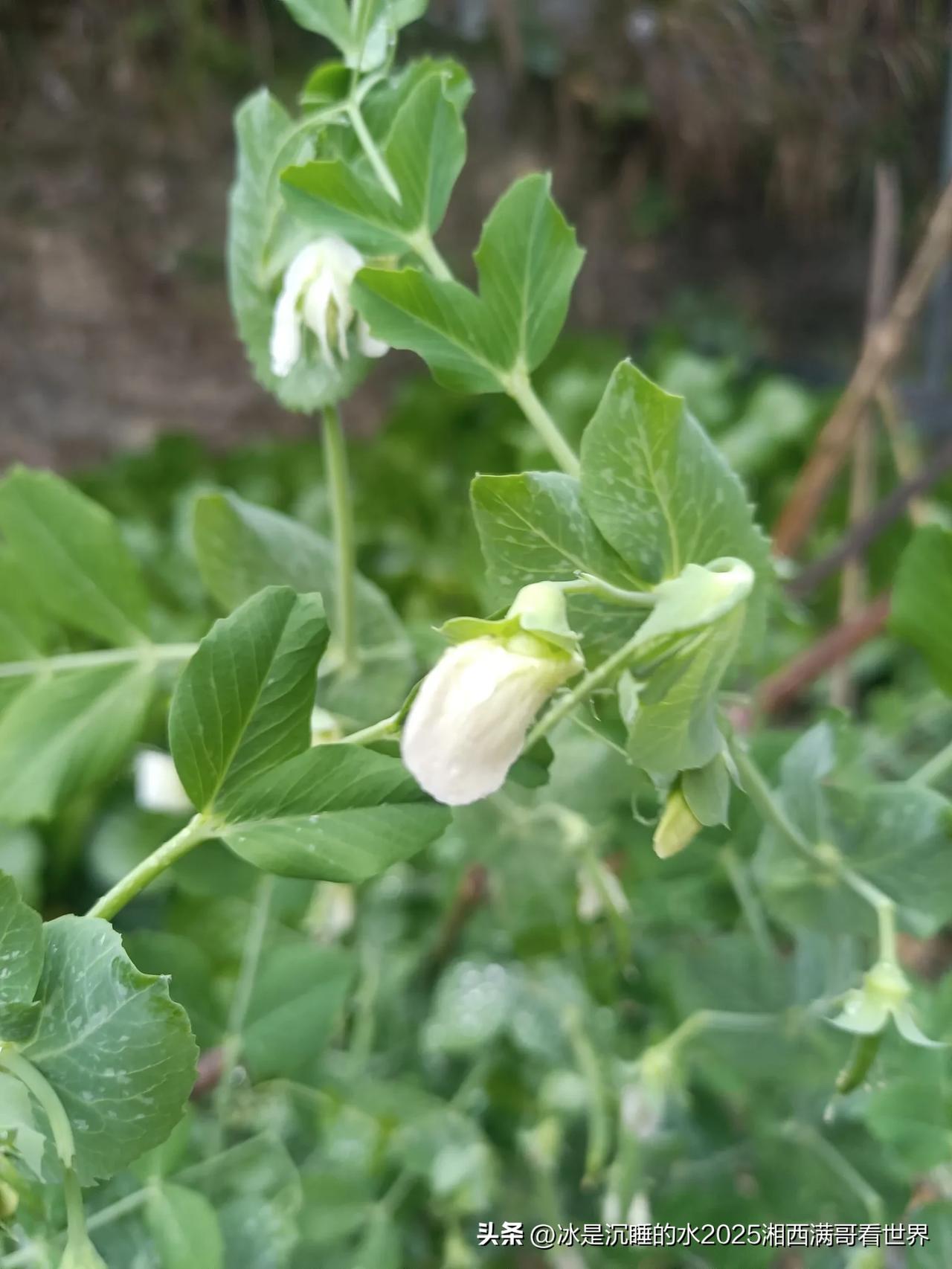 门前的豌豆花开了，在寒风中摇曳带来生机。远处小河里，一群散养的鸭子🦆、鹅悠然在