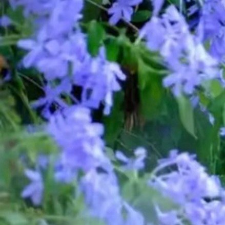 0000蓝雪花种植1. 光照管理每天需保证6小时以上的直射光照，夏季高温时无需遮