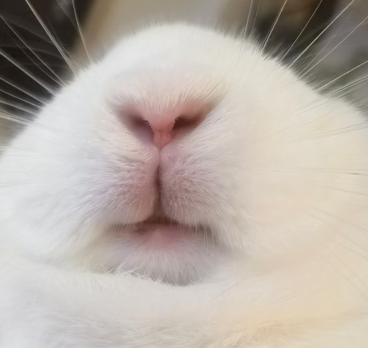 ⸝⸝⸝ ╸▵╺⸝⸝⸝ 