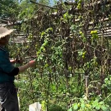 今天把番茄修剪掉，因为白玉苦瓜已经爬上来了，番茄枝干都要修剪掉，要不然影响到后面