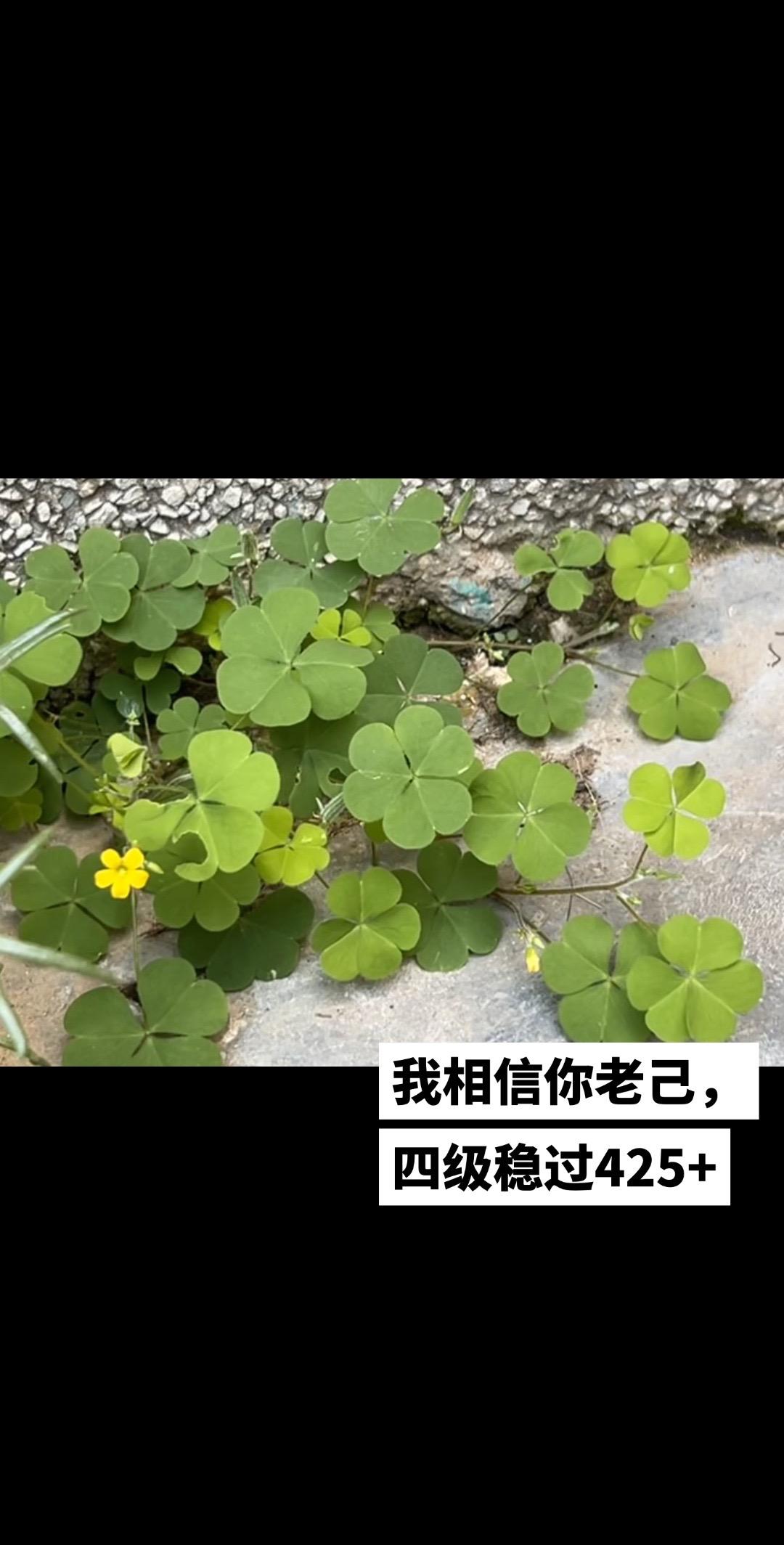 四级考试 幸运草接好运逢考必过 四级考试加油