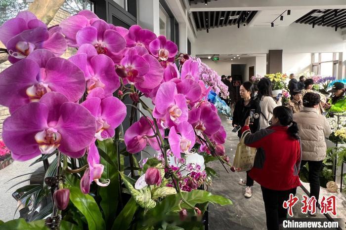 #重庆鹅岭公园展出60余种蝴蝶兰#1月6日，在“岭上风华 花香蝶影”重庆鹅岭公园
