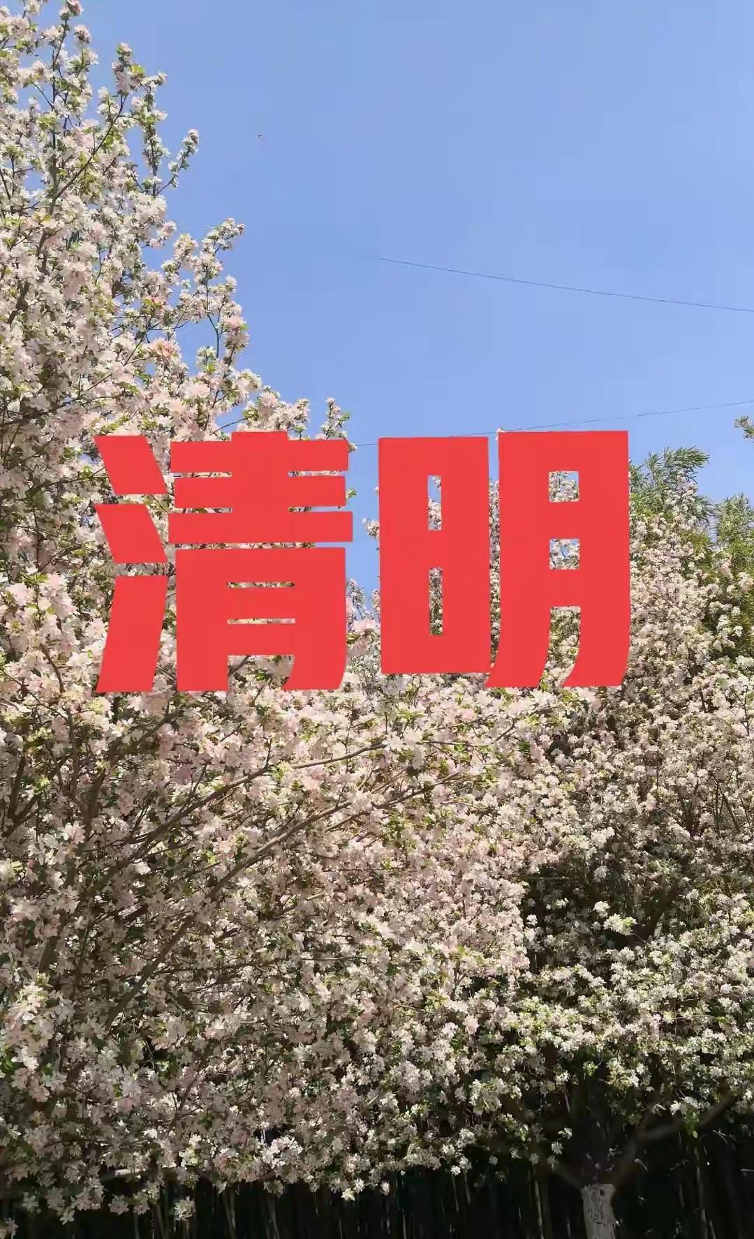 近几年清明不光没了“雨纷纷”，太阳还晒得挺欢，说好的“时节雨”呢？其实背后是天气