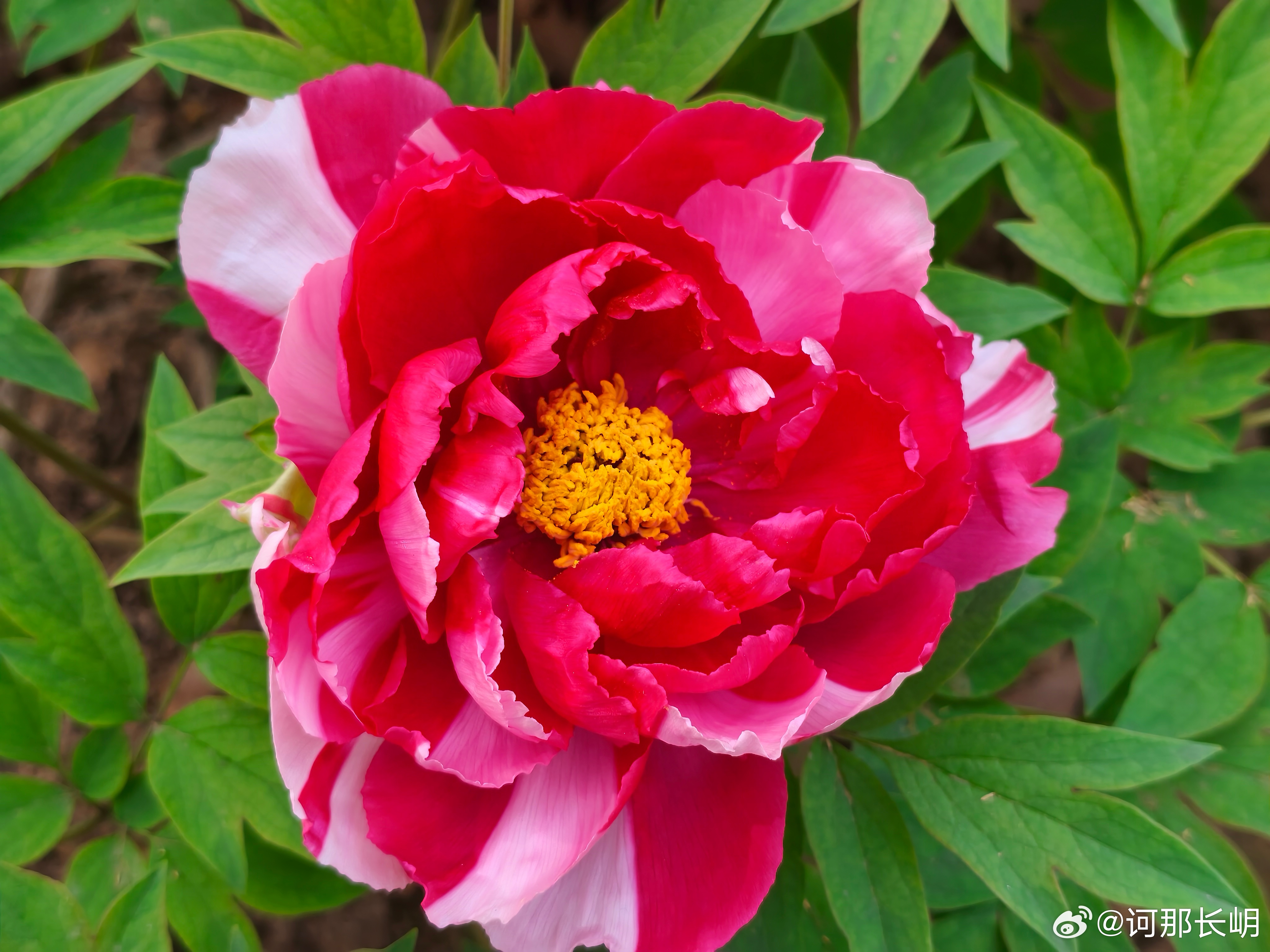 手机摄影牡丹盛景春风拂过，牡丹如期绽放，把春日的浪漫拉满。那朵双色牡丹最是惊艳，