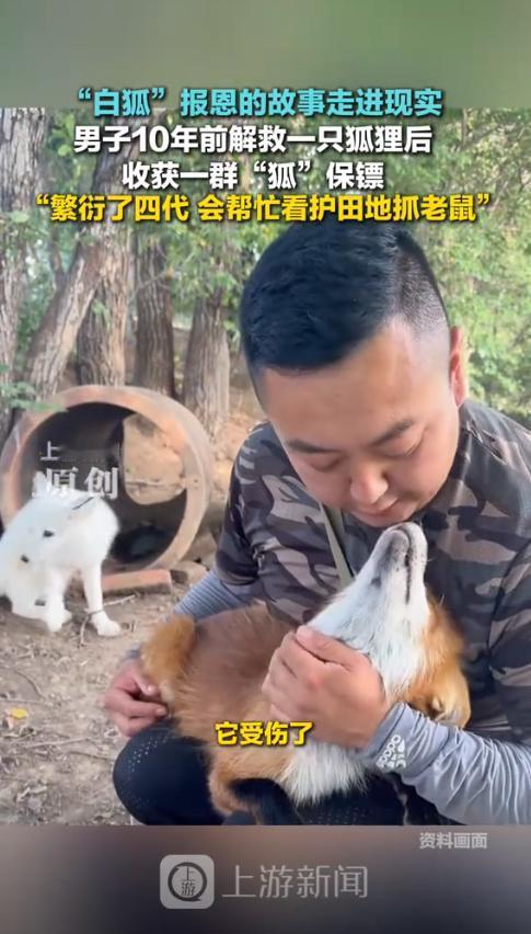 “万物皆有灵！”黑龙江，一男子在10年前救了一只白狐，没想到之后白狐就不肯走了，