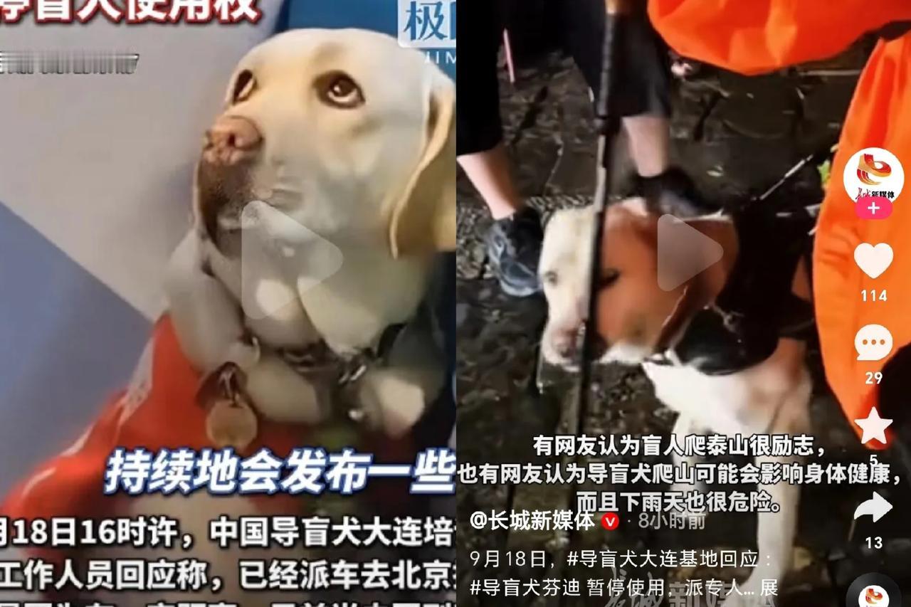 冒雨爬山还用盲杖打导盲犬芬迪！记者登门盲人工作地点，他的同事说了实情！后续来了，
