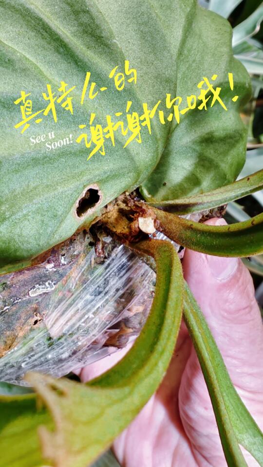 真特么的谢谢你哦！
