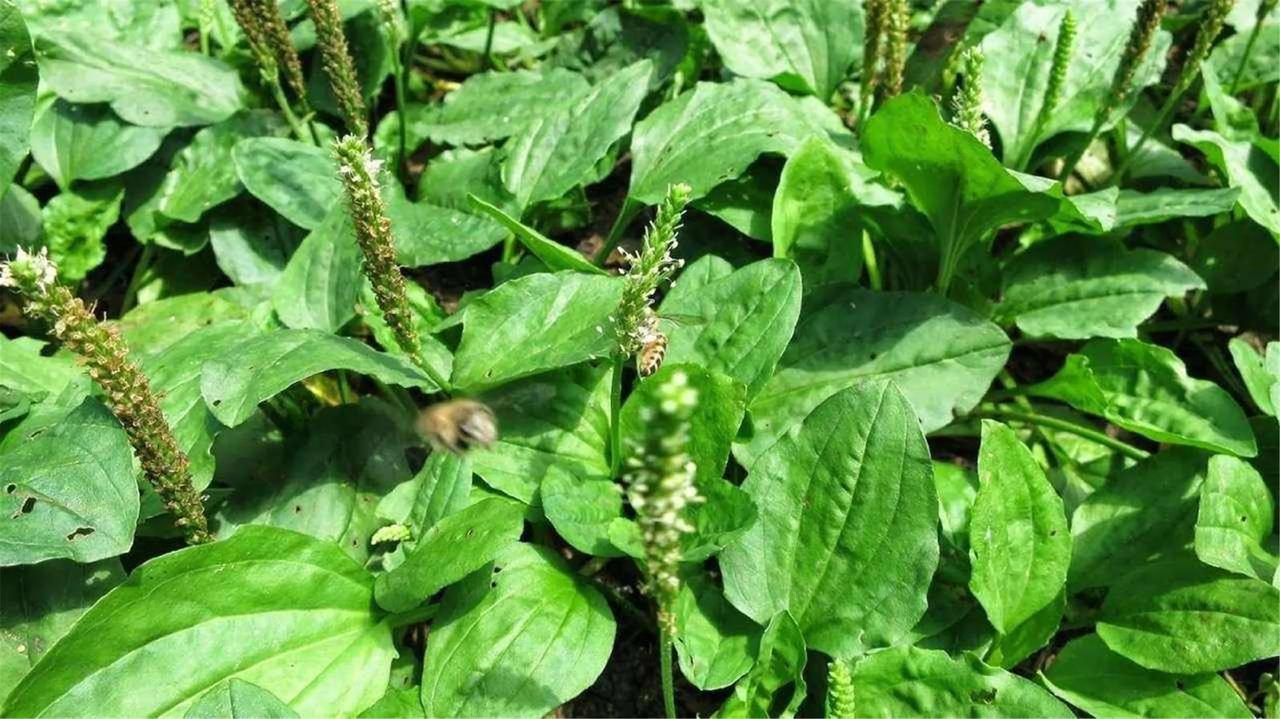 今天给大家科普路边最常见的植物之一：车前草！
车前草也叫车轮菜、猪耳草，是车前科