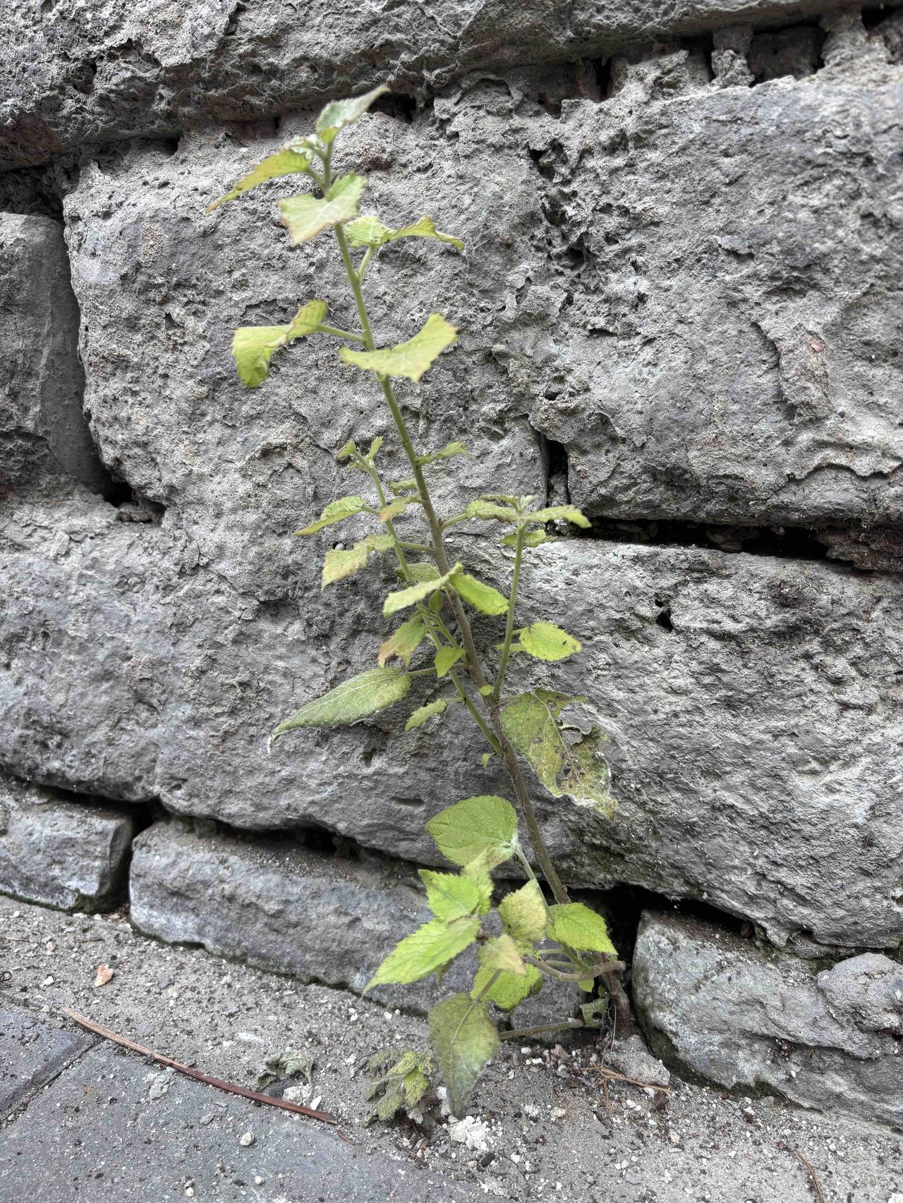 今天出门溜达，在一处清代古院落遗址那儿，发现墙体上长着野生植物，赶紧掏出手机拍了