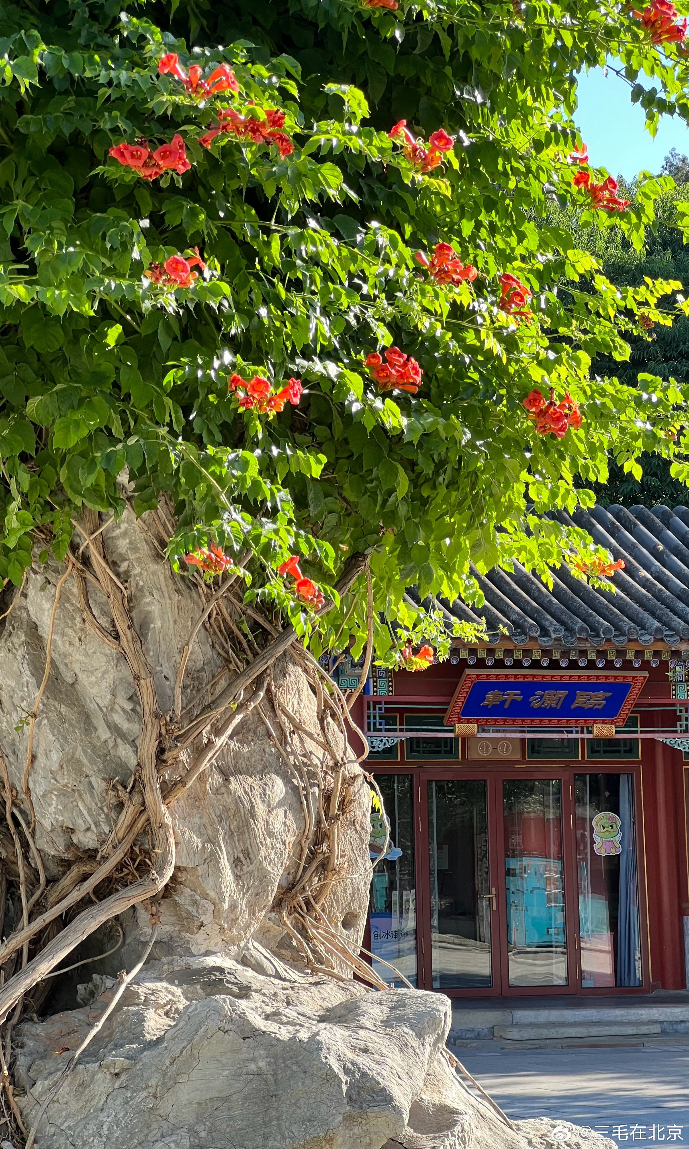 北海公园 凌霄花开摄影