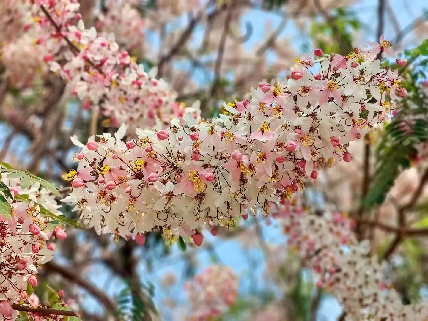 绒果决明（花旗木又叫泰国樱花）   🌸