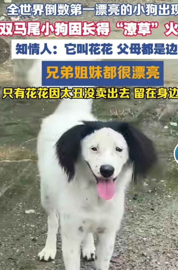 一只名叫花花的小狗意外走红网络，被网友调侃是“全世界倒数第一漂亮的小狗”。它的父