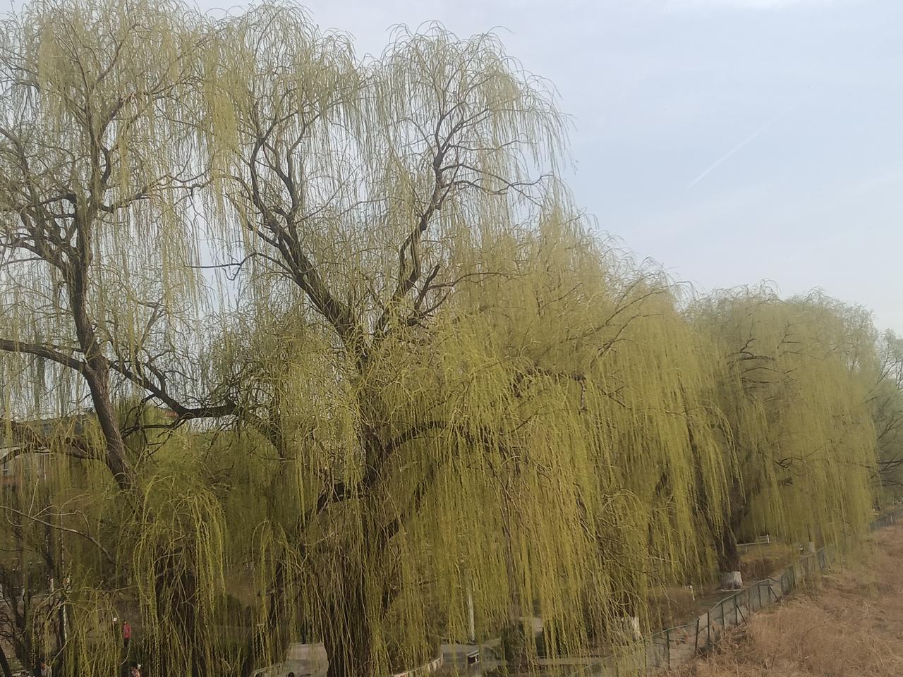 今年春天最想实现的心愿祝愿我的家人就像生机勃发的大树，身体康健、事业发达、万事顺