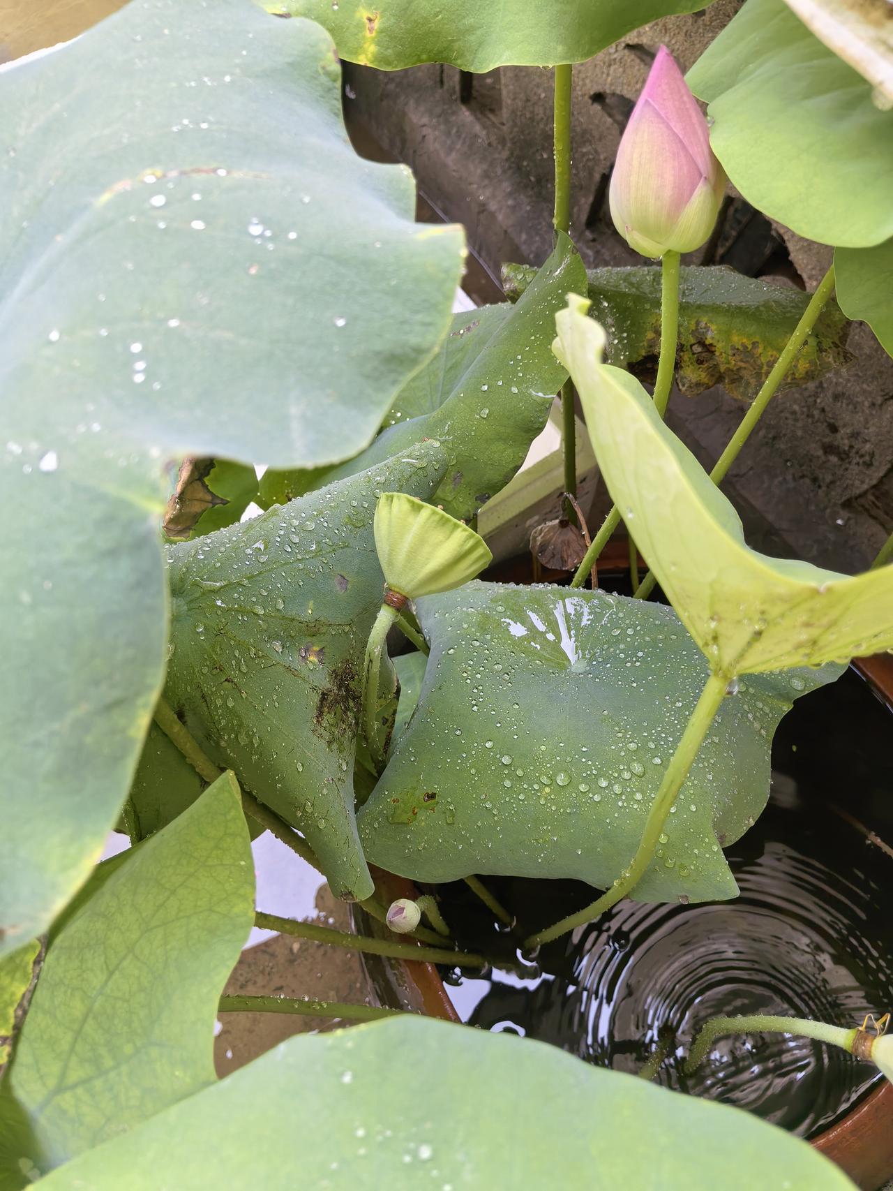 夏日晚风惬意悠然，池塘荷叶满目清新。满目翠绿，荷花悄悄含苞待放。闲暇时刻停下忙碌