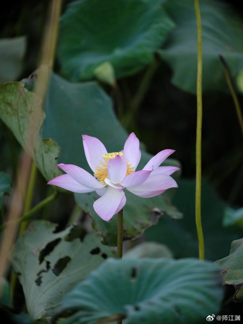 广州早安，荷花🪷季，黄埔深井荷花荷花 富士GFX50S EF100-400 广