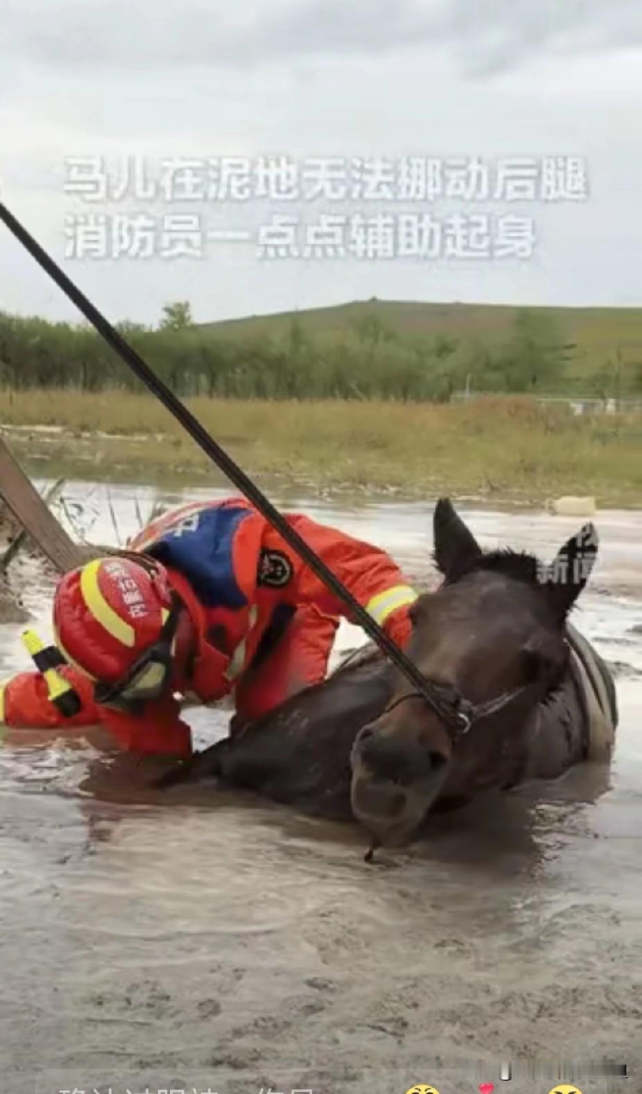 “万物皆有灵！”内蒙古锡林郭勒，一匹马儿深陷泥潭12小时，被附近村民发现的时候已